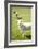 Pasture Sheep IV-Karyn Millet-Framed Photographic Print