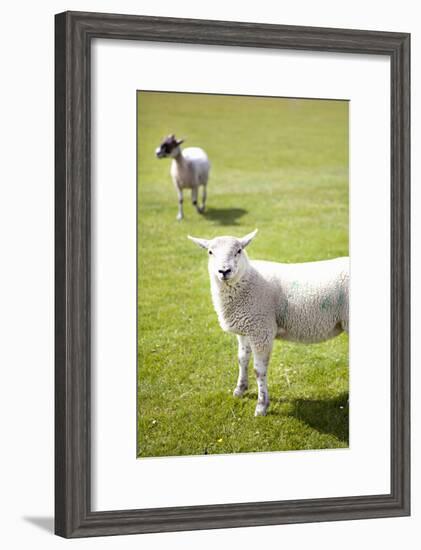 Pasture Sheep IV-Karyn Millet-Framed Photographic Print