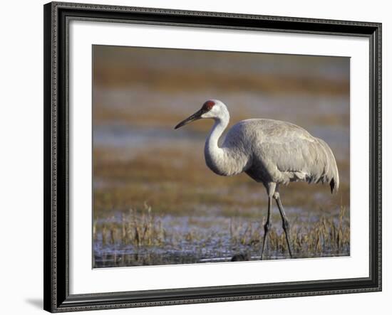 Pastureland, Sandhill Crane, Florida, USA-Maresa Pryor-Framed Photographic Print