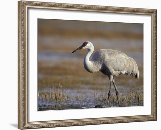 Pastureland, Sandhill Crane, Florida, USA-Maresa Pryor-Framed Photographic Print