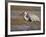 Pastureland, Sandhill Crane, Florida, USA-Maresa Pryor-Framed Photographic Print