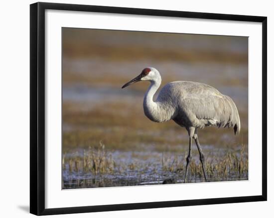 Pastureland, Sandhill Crane, Florida, USA-Maresa Pryor-Framed Photographic Print