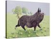 Stretched Canvas Print