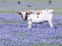 Longhorn Grazing on Bluebonnets, Midlothian, Texas-Pat Sullivan-Photographic Print