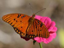 Passion Butterfly-Pat Sullivan-Photographic Print