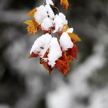 October Snow-Pat Wellenbach-Framed Photographic Print