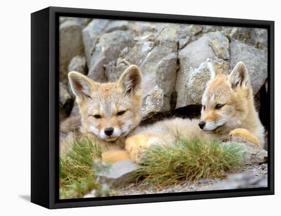 Patagonia Fox, Torres del Paine National Park, Chile-Gavriel Jecan-Framed Premier Image Canvas