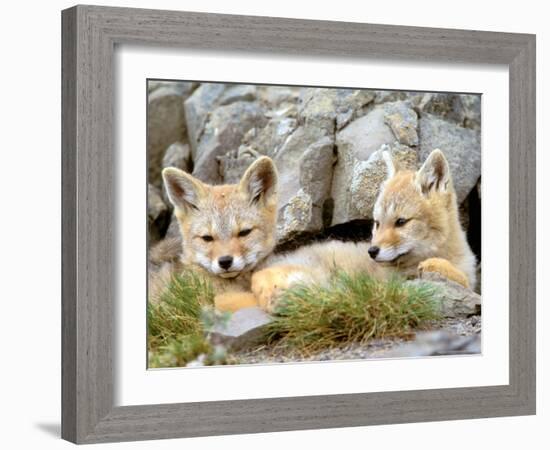 Patagonia Fox, Torres del Paine National Park, Chile-Gavriel Jecan-Framed Photographic Print