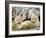 Patagonia Fox, Torres del Paine National Park, Chile-Gavriel Jecan-Framed Photographic Print