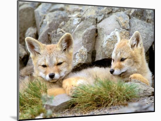 Patagonia Fox, Torres del Paine National Park, Chile-Gavriel Jecan-Mounted Photographic Print