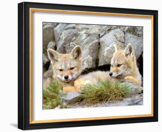 Patagonia Fox, Torres del Paine National Park, Chile-Gavriel Jecan-Framed Photographic Print