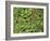 Patagonia, Los Glaciares National Park, Southern Beech Leaves, Argentina-John Warburton-lee-Framed Photographic Print