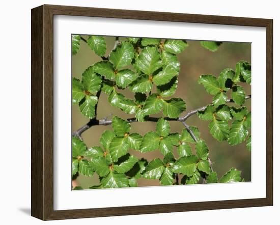 Patagonia, Los Glaciares National Park, Southern Beech Leaves, Argentina-John Warburton-lee-Framed Photographic Print