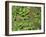 Patagonia, Los Glaciares National Park, Southern Beech Leaves, Argentina-John Warburton-lee-Framed Photographic Print