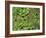 Patagonia, Los Glaciares National Park, Southern Beech Leaves, Argentina-John Warburton-lee-Framed Photographic Print