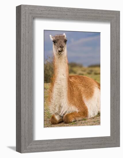 Patagonia, portrait of guanaco, Torres Del Paine-Howie Garber-Framed Photographic Print