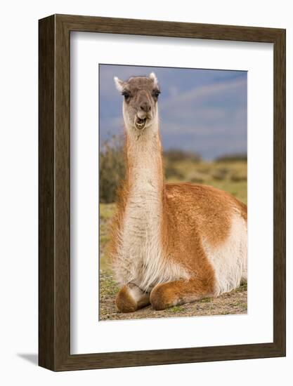 Patagonia, portrait of guanaco, Torres Del Paine-Howie Garber-Framed Photographic Print