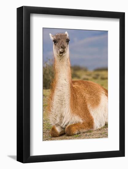 Patagonia, portrait of guanaco, Torres Del Paine-Howie Garber-Framed Photographic Print