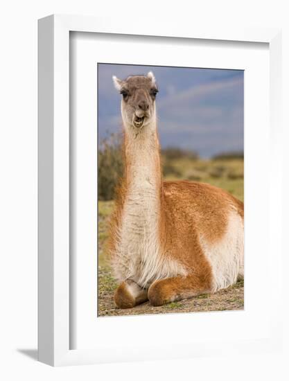 Patagonia, portrait of guanaco, Torres Del Paine-Howie Garber-Framed Photographic Print