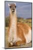 Patagonia, portrait of guanaco, Torres Del Paine-Howie Garber-Mounted Photographic Print