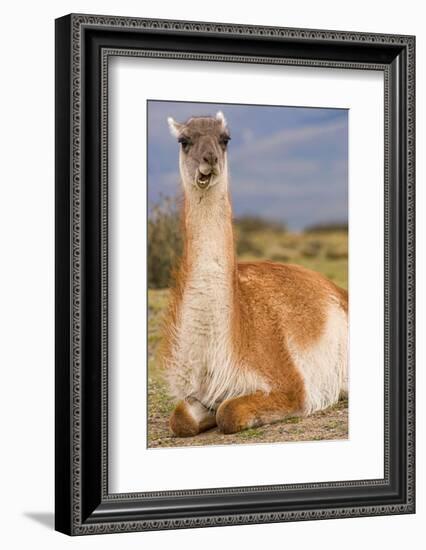 Patagonia, portrait of guanaco, Torres Del Paine-Howie Garber-Framed Photographic Print