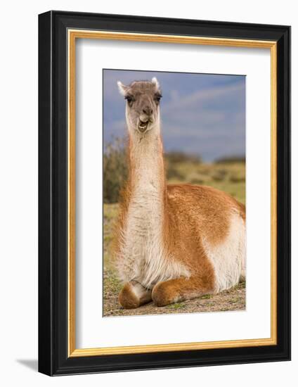 Patagonia, portrait of guanaco, Torres Del Paine-Howie Garber-Framed Photographic Print