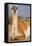 Patagonia, portrait of guanaco, Torres Del Paine-Howie Garber-Framed Premier Image Canvas