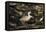 Patagonian Crested Duck-Joe McDonald-Framed Premier Image Canvas