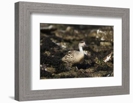 Patagonian Crested Duck-Joe McDonald-Framed Photographic Print