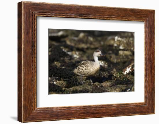 Patagonian Crested Duck-Joe McDonald-Framed Photographic Print