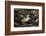 Patagonian Crested Duck-Joe McDonald-Framed Photographic Print