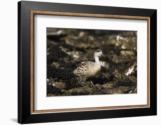 Patagonian Crested Duck-Joe McDonald-Framed Photographic Print
