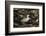 Patagonian Crested Duck-Joe McDonald-Framed Photographic Print