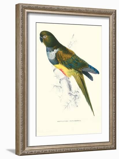 Patagonian Parakeet Macaw - Cyanoliseus Patagonus-Edward Lear-Framed Art Print