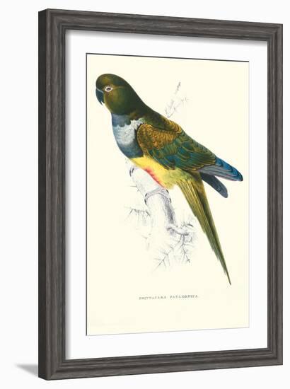 Patagonian Parakeet Macaw - Cyanoliseus Patagonus-Edward Lear-Framed Art Print