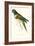 Patagonian Parakeet Macaw - Cyanoliseus Patagonus-Edward Lear-Framed Art Print