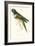 Patagonian Parakeet Macaw - Cyanoliseus Patagonus-Edward Lear-Framed Art Print