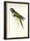 Patagonian Parakeet Macaw - Cyanoliseus Patagonus-Edward Lear-Framed Art Print