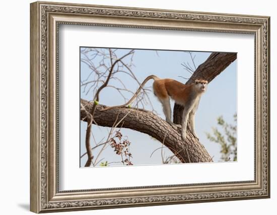 Patas monkey on a tree branch at roadside, The Gambia-Bernard Castelein-Framed Photographic Print