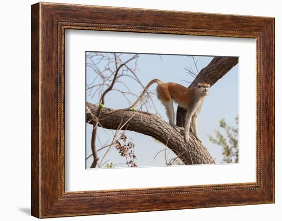 Patas monkey on a tree branch at roadside, The Gambia-Bernard Castelein-Framed Photographic Print