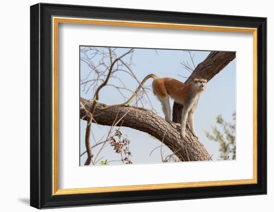 Patas monkey on a tree branch at roadside, The Gambia-Bernard Castelein-Framed Photographic Print