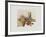 Patates et potirons-Annapia Antonini-Framed Limited Edition