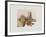 Patates et potirons-Annapia Antonini-Framed Limited Edition