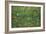 Patch of Grass by Van Gogh-Vincent van Gogh-Framed Premium Giclee Print