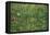 Patch of Grass by Van Gogh-Vincent van Gogh-Framed Stretched Canvas