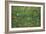 Patch of Grass by Van Gogh-Vincent van Gogh-Framed Art Print
