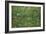 Patch of Grass by Van Gogh-Vincent van Gogh-Framed Art Print