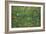 Patch of Grass-Vincent van Gogh-Framed Art Print