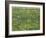 Patch of Grass-Vincent van Gogh-Framed Giclee Print