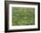 Patch of Grass-Vincent van Gogh-Framed Giclee Print